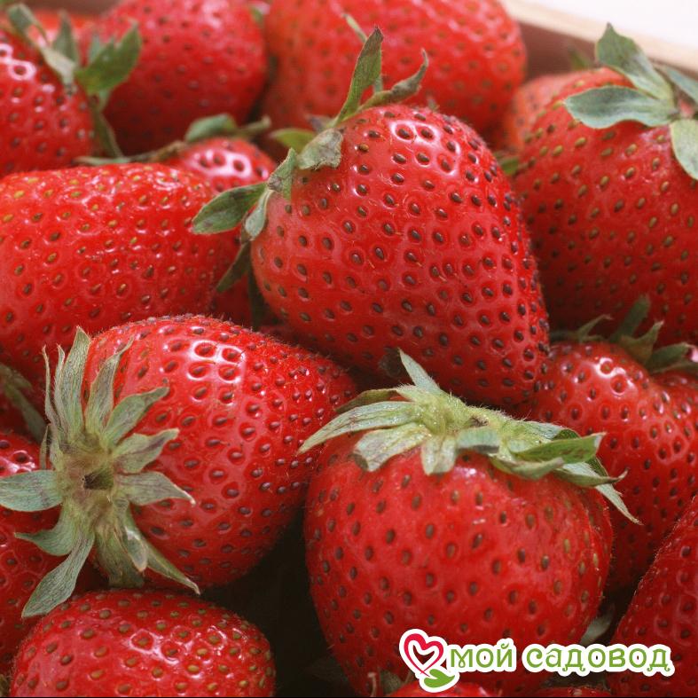 Клубника Аргентера