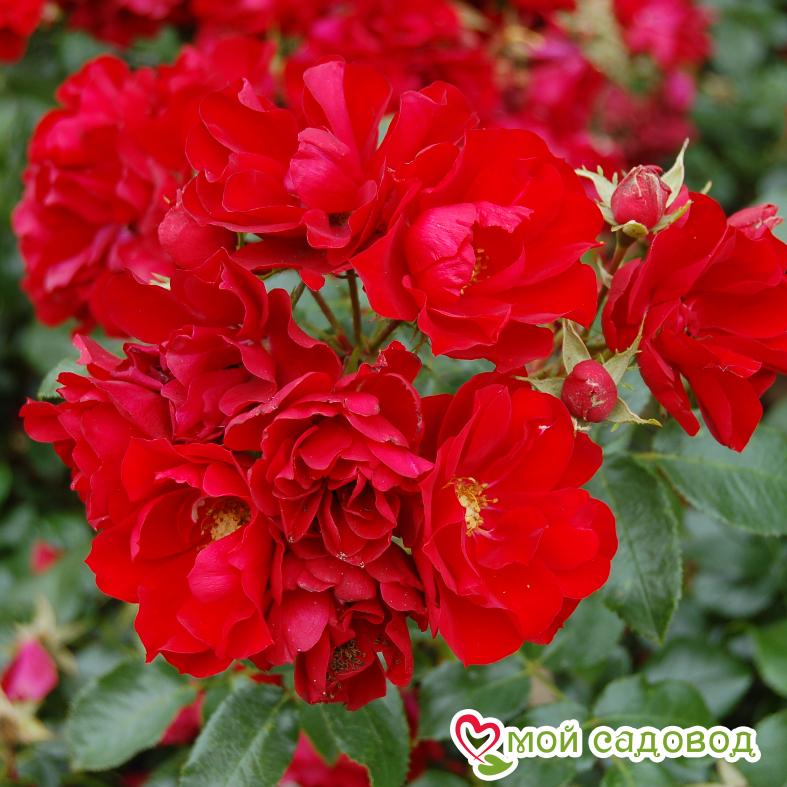 Роза Центро-Розе