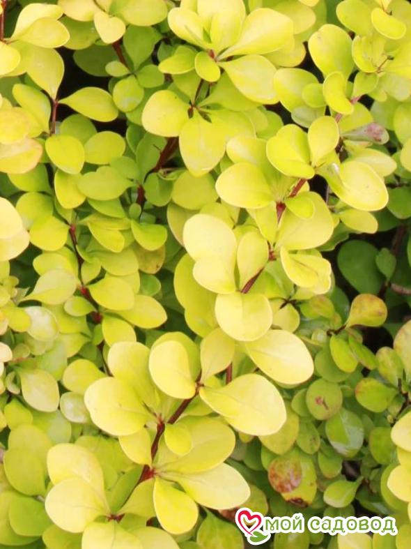 Барбарис Тунберга «Мария»