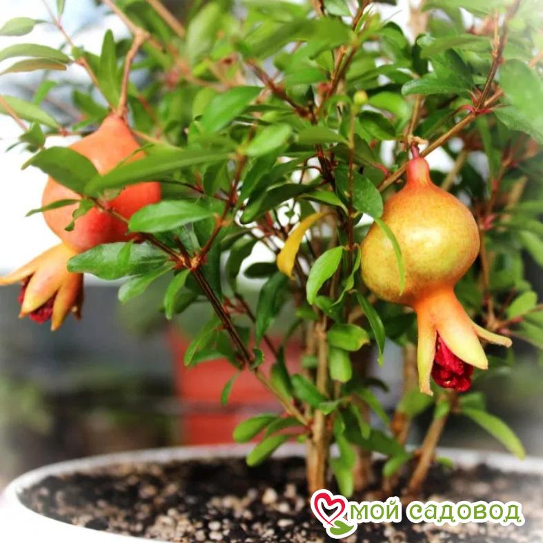 Гранат Карликовый Нана