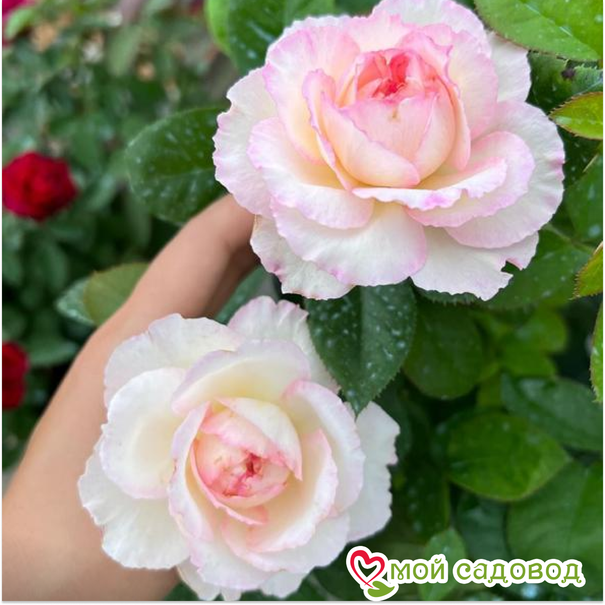 Роза чайно-гибридная София Рохас