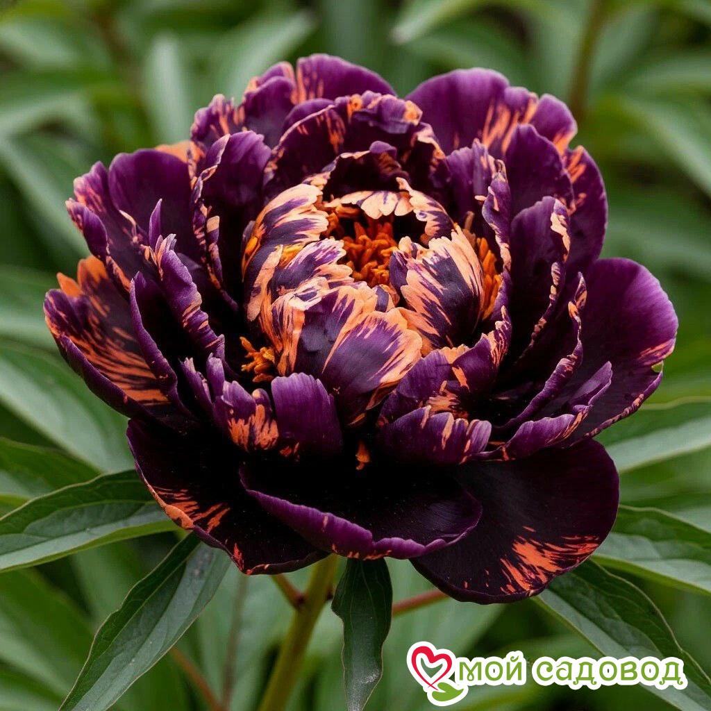 Пион Кримсон Тайд