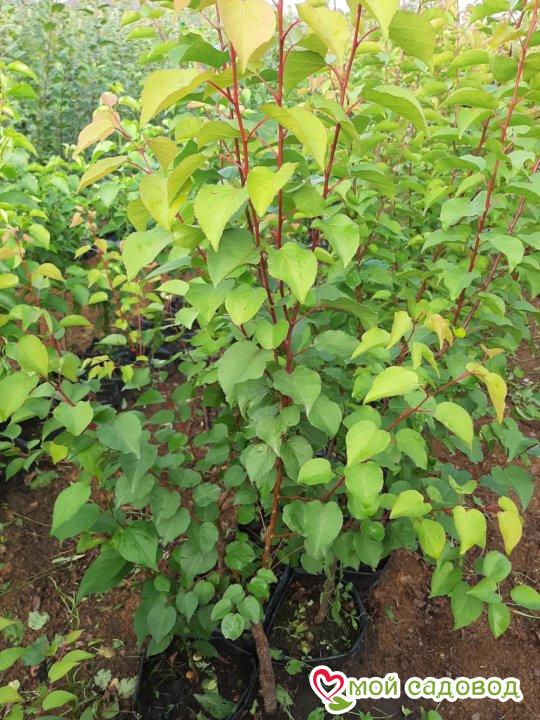 Абрикос Сансара